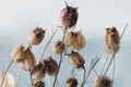 Dried flowers, close-up view. Sadness, autumn melancholy, depression, mourn, grief concept