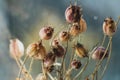 Dried flowers, close-up view. Sadness, autumn melancholy, depression, mourn, grief concept