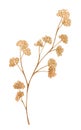 Dried flowers, dead flower, dry grass. Watercolor botanical illustration.