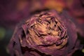 Dried flowers detailed macro photography. Dried roses in flash light.