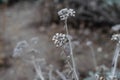 Dried flowers. Ekibana. Fern flowers. Forest grass. Royalty Free Stock Photo