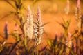 Dried flowers in a field, Sun Celosia Flamingo in the evening.