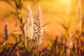 Dried flowers in a field, Sun Celosia Flamingo in the evening.