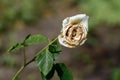 Dried flowers of garden roses Royalty Free Stock Photo