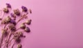 Dried flowers of gently purple color on a pink background. Flowers concept. Place for text. Flat lay