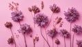 Dried flowers of gently purple color on a pink background. Flowers concept. Place for text. Flat lay