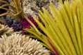 Dried Flowers and Grass of Mount Merapi, Indonesia