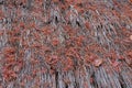 Dried flowers on grass roof close up. Royalty Free Stock Photo