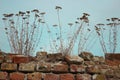 Dried flowers growing from an old brick wall. Royalty Free Stock Photo