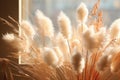 Dried flowers hare\'s tail or largus on the background of a window with a close-up Royalty Free Stock Photo