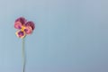 Dried flowers and herbaceous plants on a blue background. Botanical collection. Flowers composition.  Flat lay, top view, copy Royalty Free Stock Photo