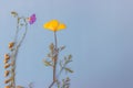 Dried flowers and herbaceous plants on a blue background. Botanical collection. Flowers composition.  Flat lay, top view, copy Royalty Free Stock Photo