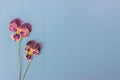 Dried flowers and herbaceous plants on a blue background. Botanical collection. Flowers composition.  Flat lay, top view, copy Royalty Free Stock Photo