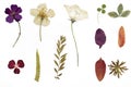 Dried flowers and herbarium Royalty Free Stock Photo