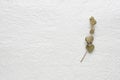 Dried flowers leaf eucalyptus on a white paper. green. Royalty Free Stock Photo