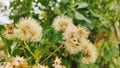 Dried flowers like cotton from trees die in the sun, selective focus