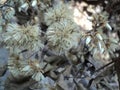 Dried flowers like cotton from trees die in the sun, selective focus