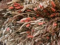 Dried flower and wheat stalks background. Royalty Free Stock Photo