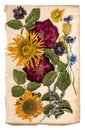 dried flowers over aged paper. herbarium lavender, roses, sunflowers, cornflower