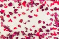 Dried flowers, petals and plants composition as pattern on white background. Top view, flat lay. Royalty Free Stock Photo