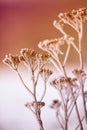 Dried flowers and plants on a background sunset Royalty Free Stock Photo