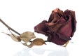 Dried flowers red rose isolated on white Royalty Free Stock Photo