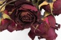 dried flowers. Roses./close up Royalty Free Stock Photo