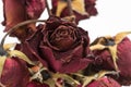dried flowers. Roses./close up Royalty Free Stock Photo