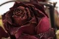 dried flowers. Roses./close up Royalty Free Stock Photo