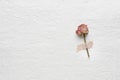 Dried flowers of roses on a white paper. pink. yellow