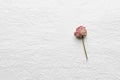 Dried flowers of roses on a white paper. pink. yellow