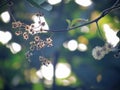 Dried flowers and dried sepal on trees with sunlight shining in the garden. vintage style Royalty Free Stock Photo