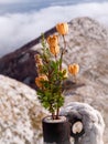 Dried flowers standing on the Biokovo mountains. Croatia, Europe. Royalty Free Stock Photo