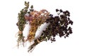 Dried Flowers and Stems of Thyme Royalty Free Stock Photo