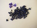 Dried flowers of sweet violets Royalty Free Stock Photo