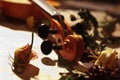 Dried flowers and vintage violin on old music notes closeup. Selective focus Royalty Free Stock Photo