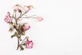 Dried flowers on a white wooden board background. Top view