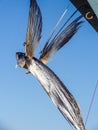 Dried flying fish Royalty Free Stock Photo