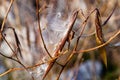 Dried flying seeds of Apocynum cannabinum dogbane, amy root, hemp dogbane, prairie dogbane, Indian hemp, rheumatism root, or wild Royalty Free Stock Photo