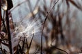 Dried flying seeds of Apocynum cannabinum dogbane, amy root, hemp dogbane, prairie dogbane, Indian hemp, rheumatism root, or wild