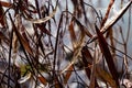 Dried flying seeds of Apocynum cannabinum dogbane, amy root, hemp dogbane, prairie dogbane, Indian hemp, rheumatism root, or wild Royalty Free Stock Photo