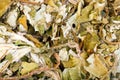 Dried foliage of coltsfoot Tussilago farfara for medical use.