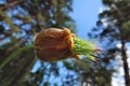 dried forest snowdrop flower against the sky