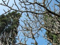 Dried frangipani tree branches against a blue sky background and two towering pine trees in a hotel garden. Royalty Free Stock Photo