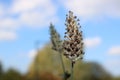 Dried French Lavender