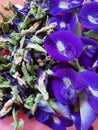 Dried and fresh butterfly pea flowers from the side garden of the house