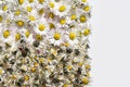 Dried and fresh daisy flowers (Bellis perennis) Royalty Free Stock Photo