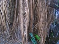 DRIED FRONDS OF PALM TREE