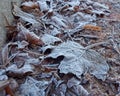 Dried frosted leaves on the ground. Royalty Free Stock Photo