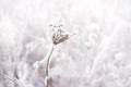 Dried frozen flower in frost and snow close-up. Royalty Free Stock Photo